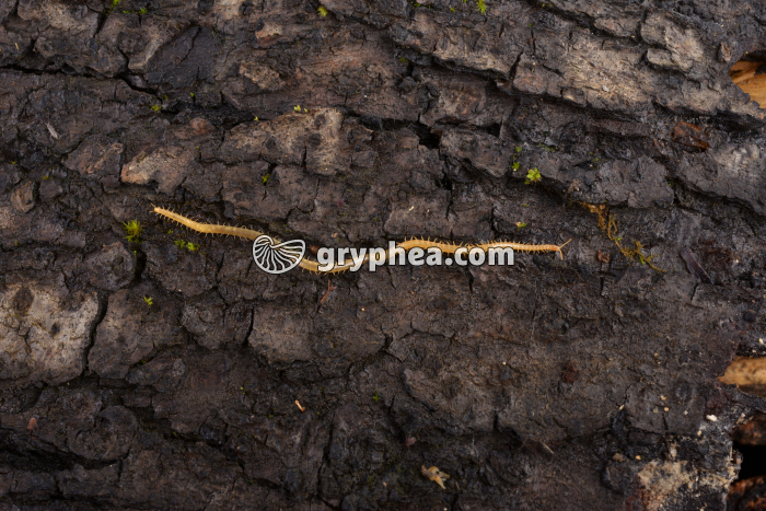 Géophile (myriapode) - gryphea.com